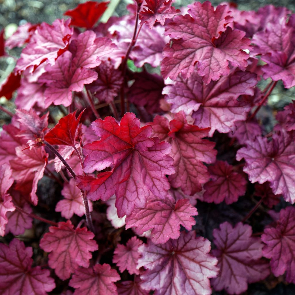 Heuchera Berry Smoothie