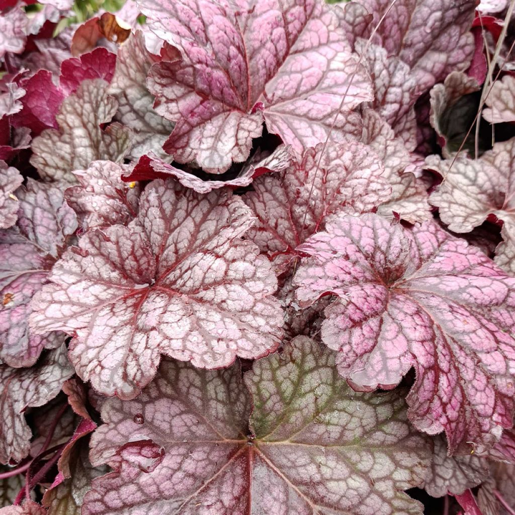 Heuchera Berry Smoothie