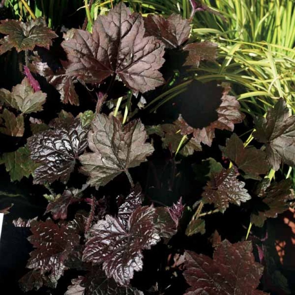 Heuchera Blackout