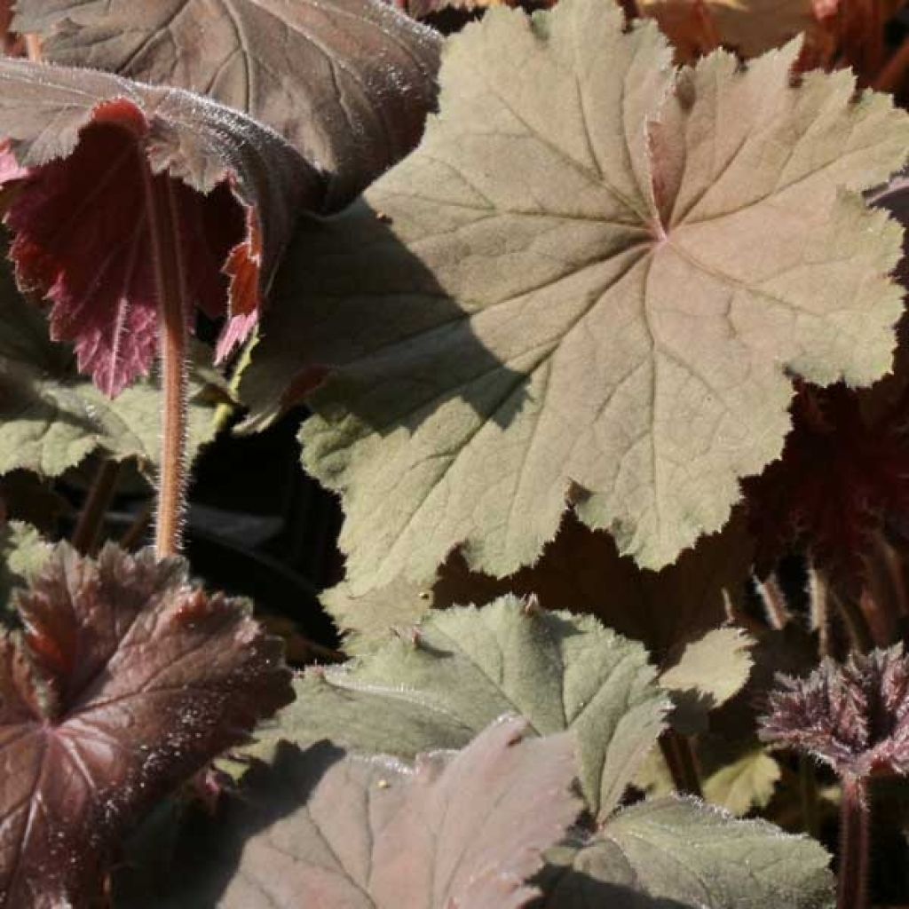 Heuchera villosa Bronze Beauty
