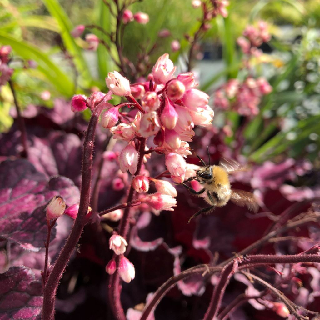 Heuchera Forever Purple