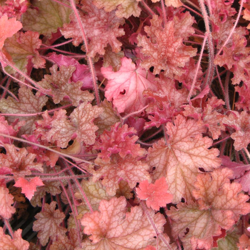 Heuchera Ginger Peach