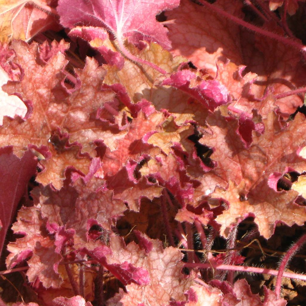 Heuchera Ginger Peach