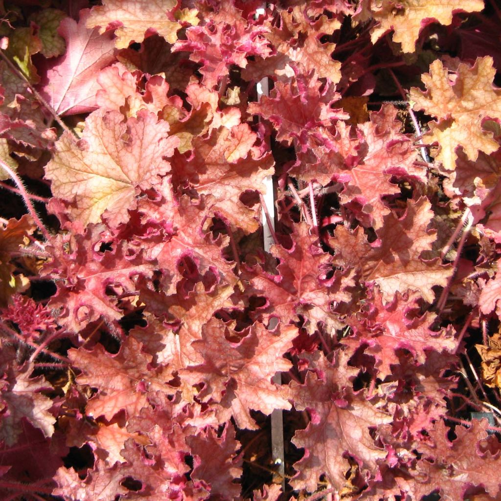 Heuchera Ginger Peach