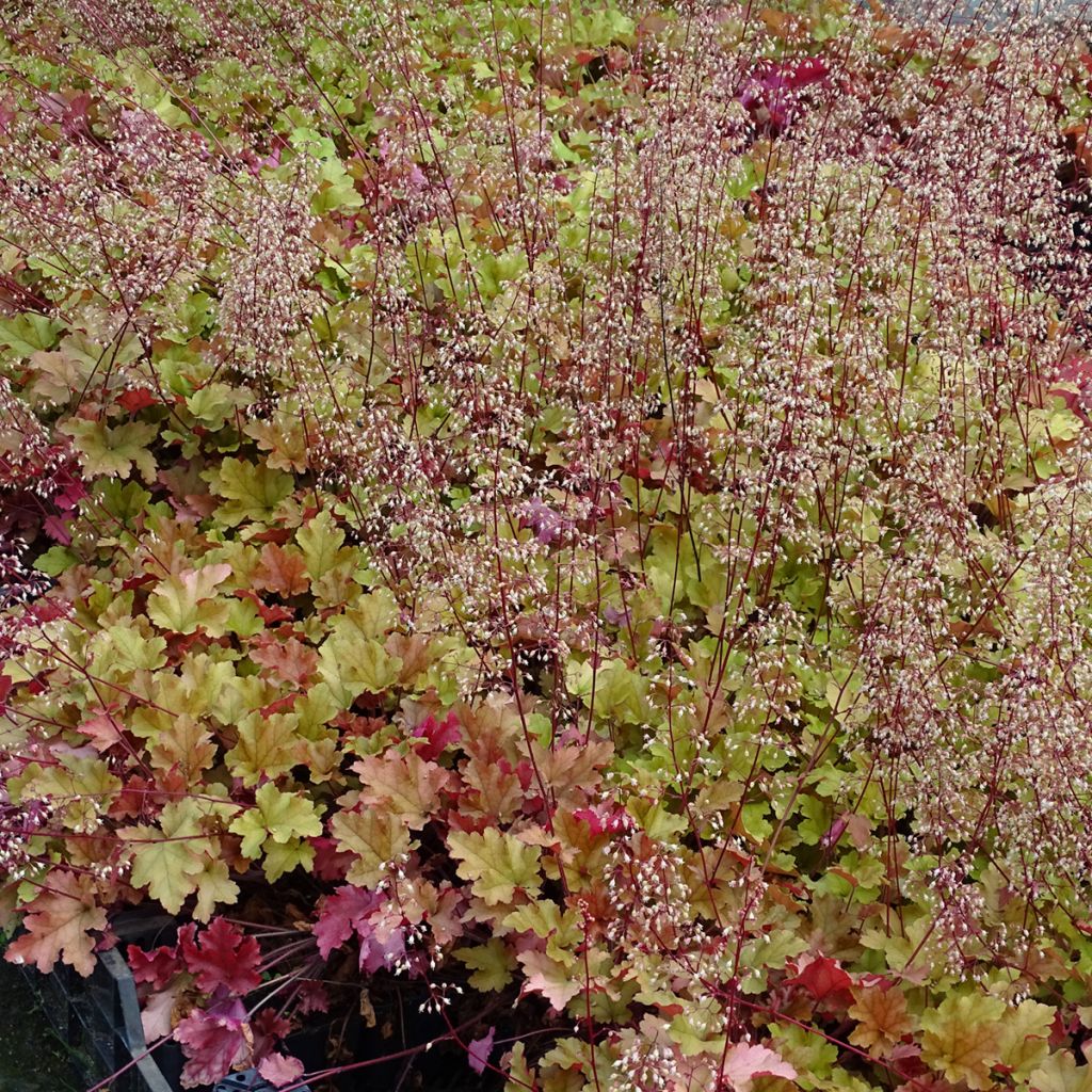 Heuchera micrantha Marmalade