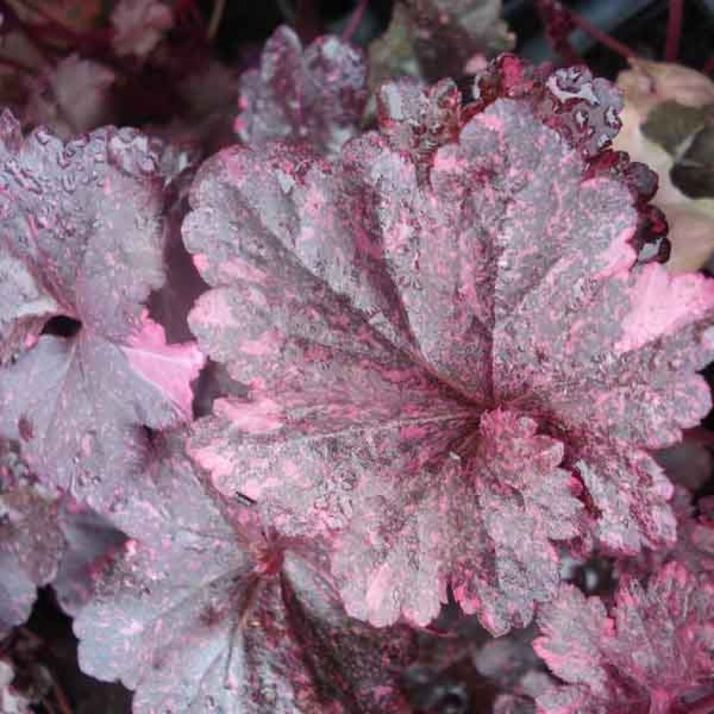 Heuchera Midnight Rose