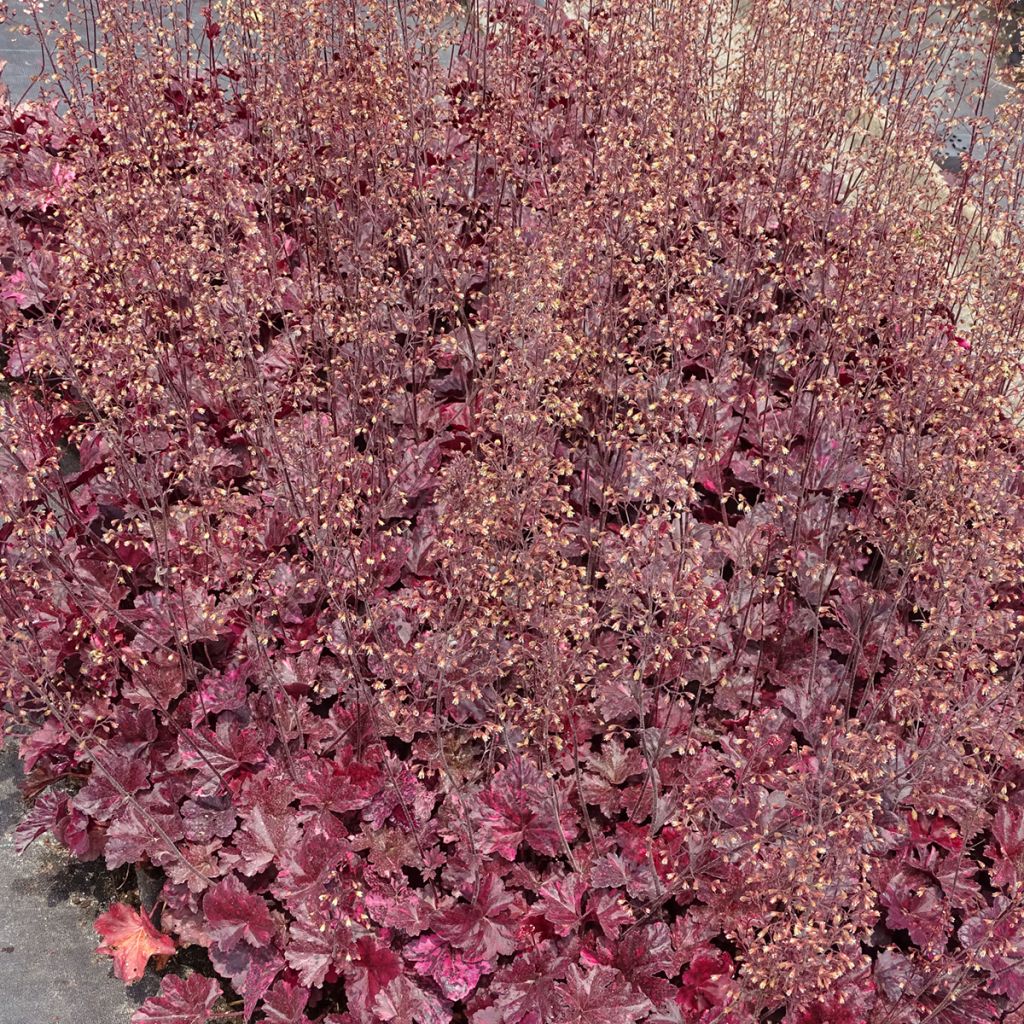 Heuchera Midnight Rose