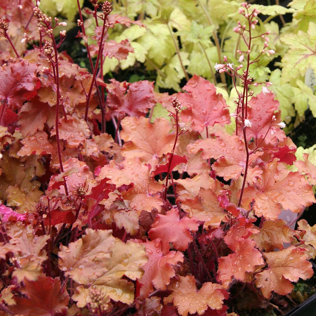 Heuchera Peach Crisp