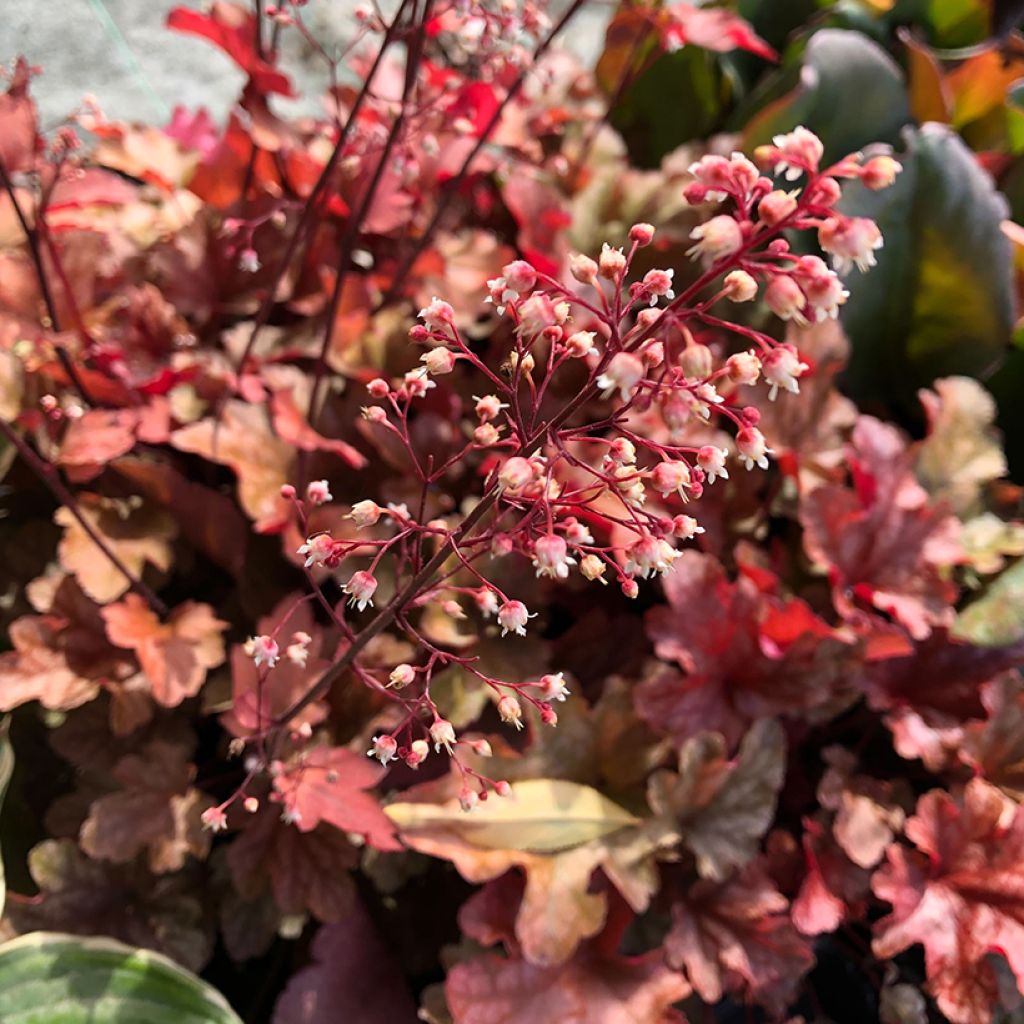 Heuchera Peach Flambé