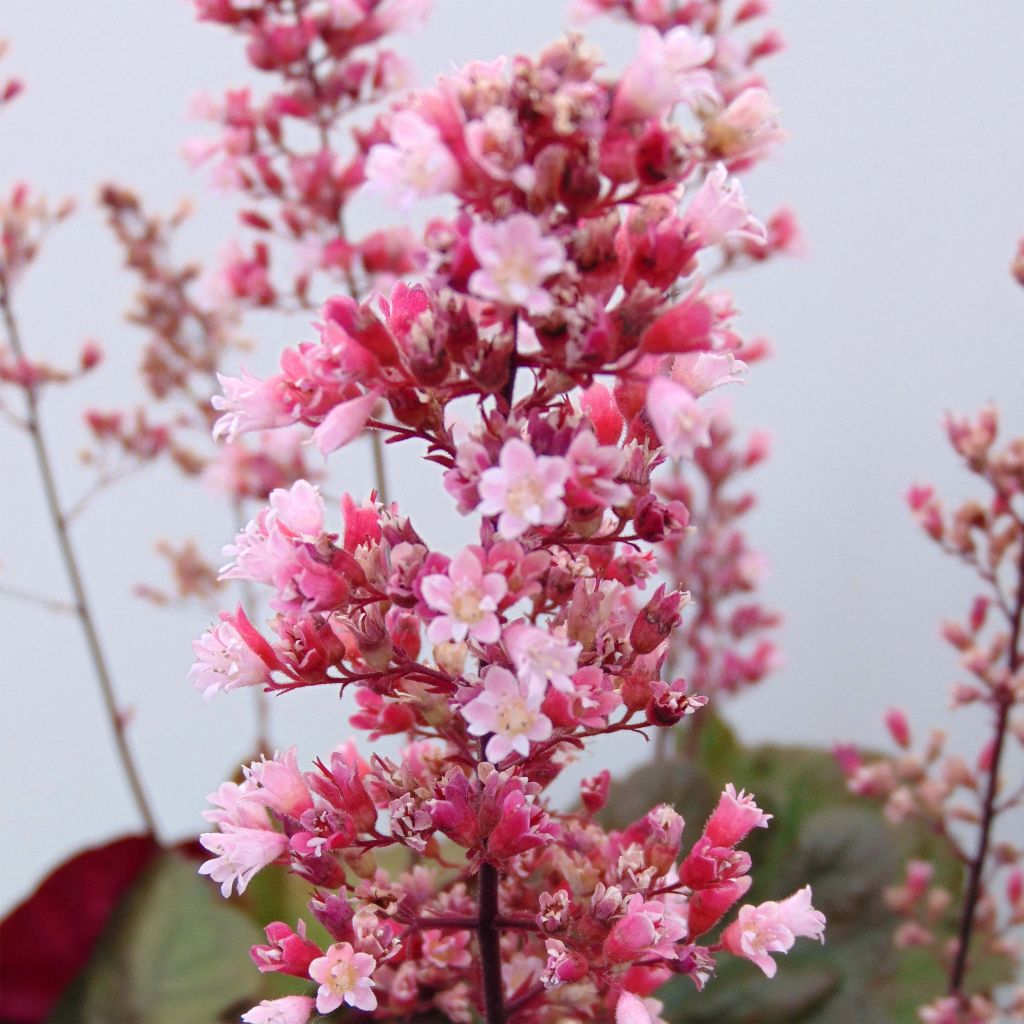 Heuchera Pink Pearls