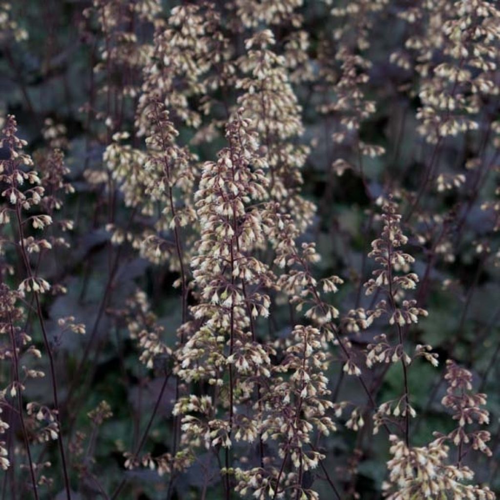 Heuchera villosa Pinot Noir