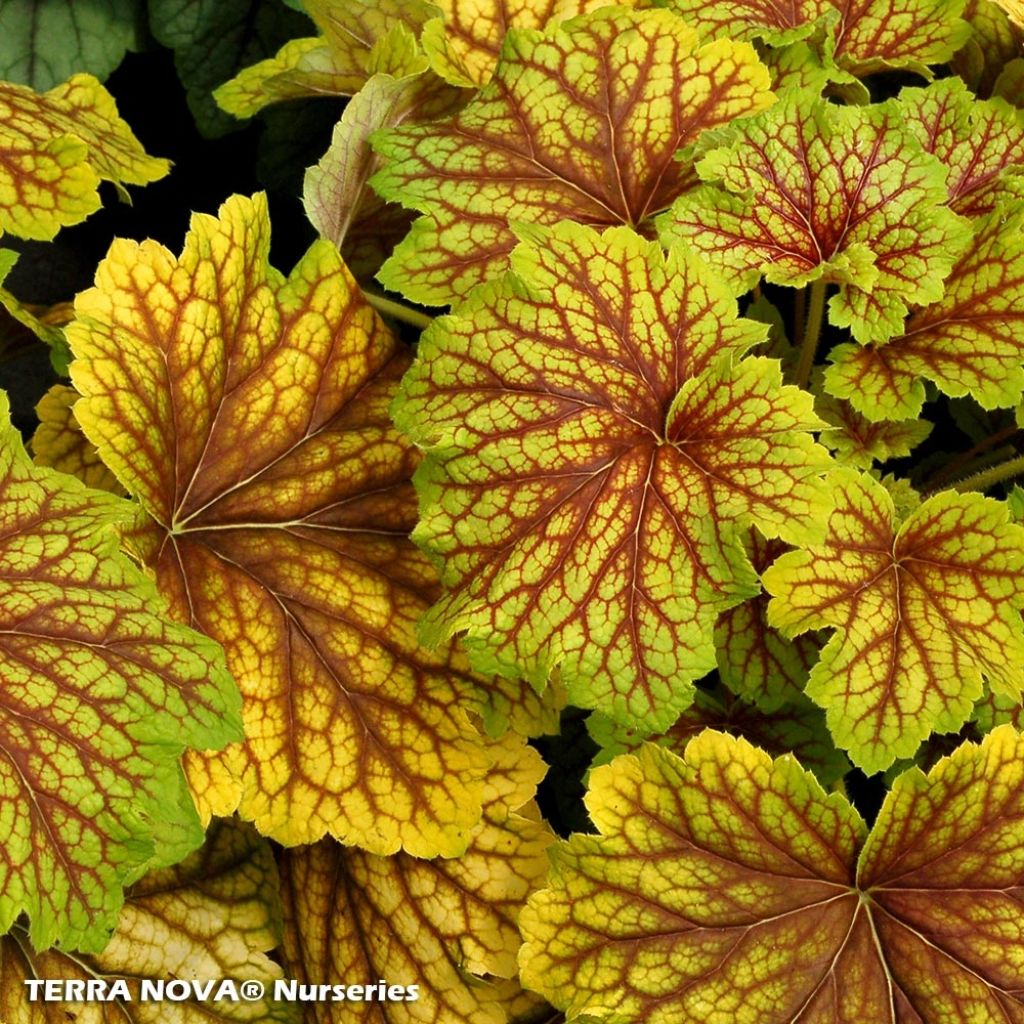 Heuchera Red Lightning