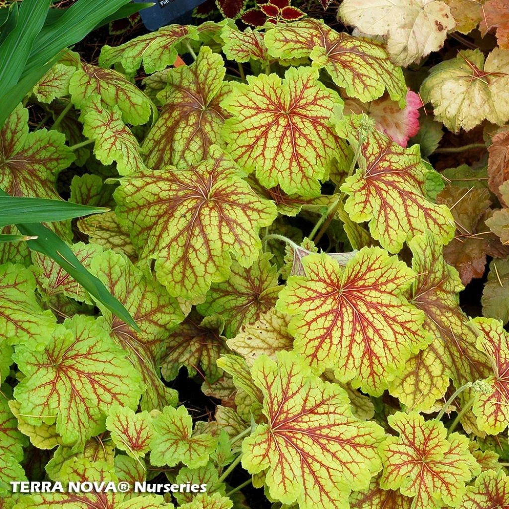 Heuchera Red Lightning