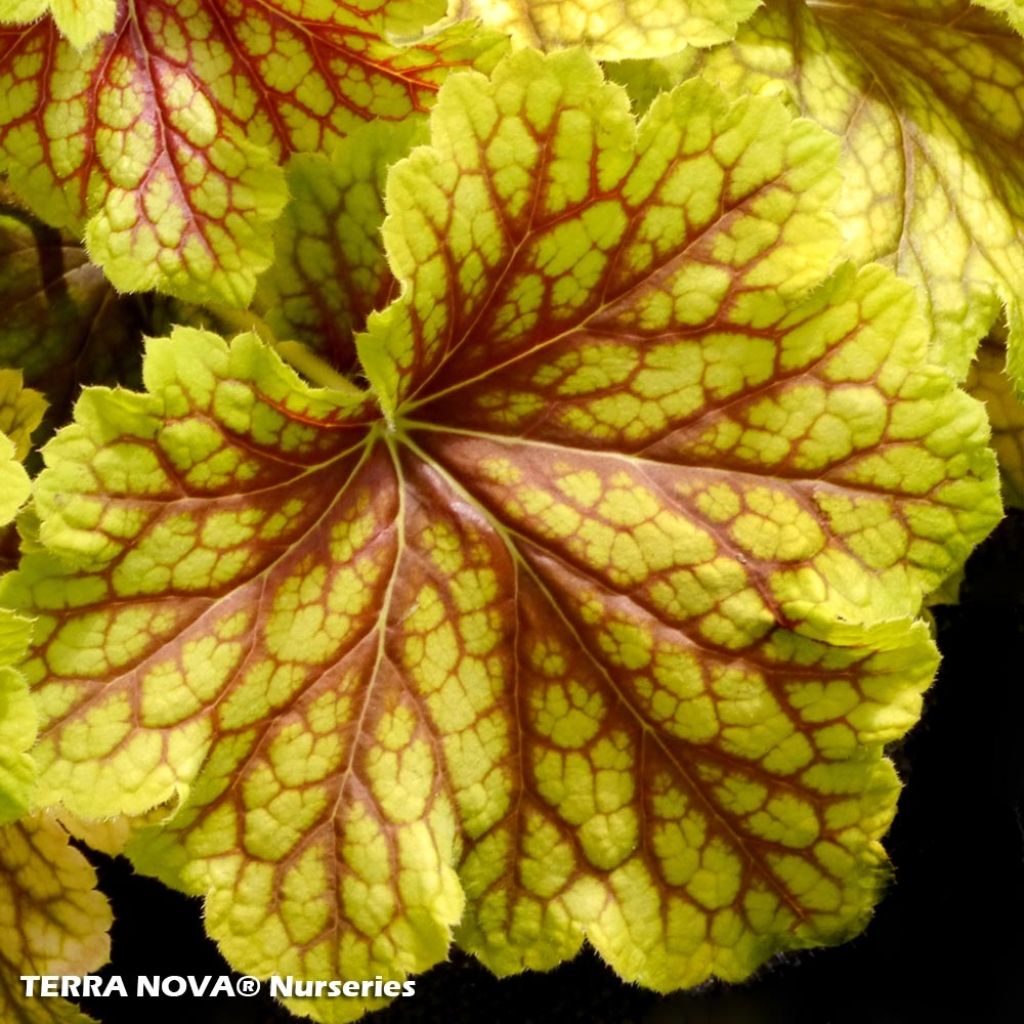 Heuchera Red Lightning