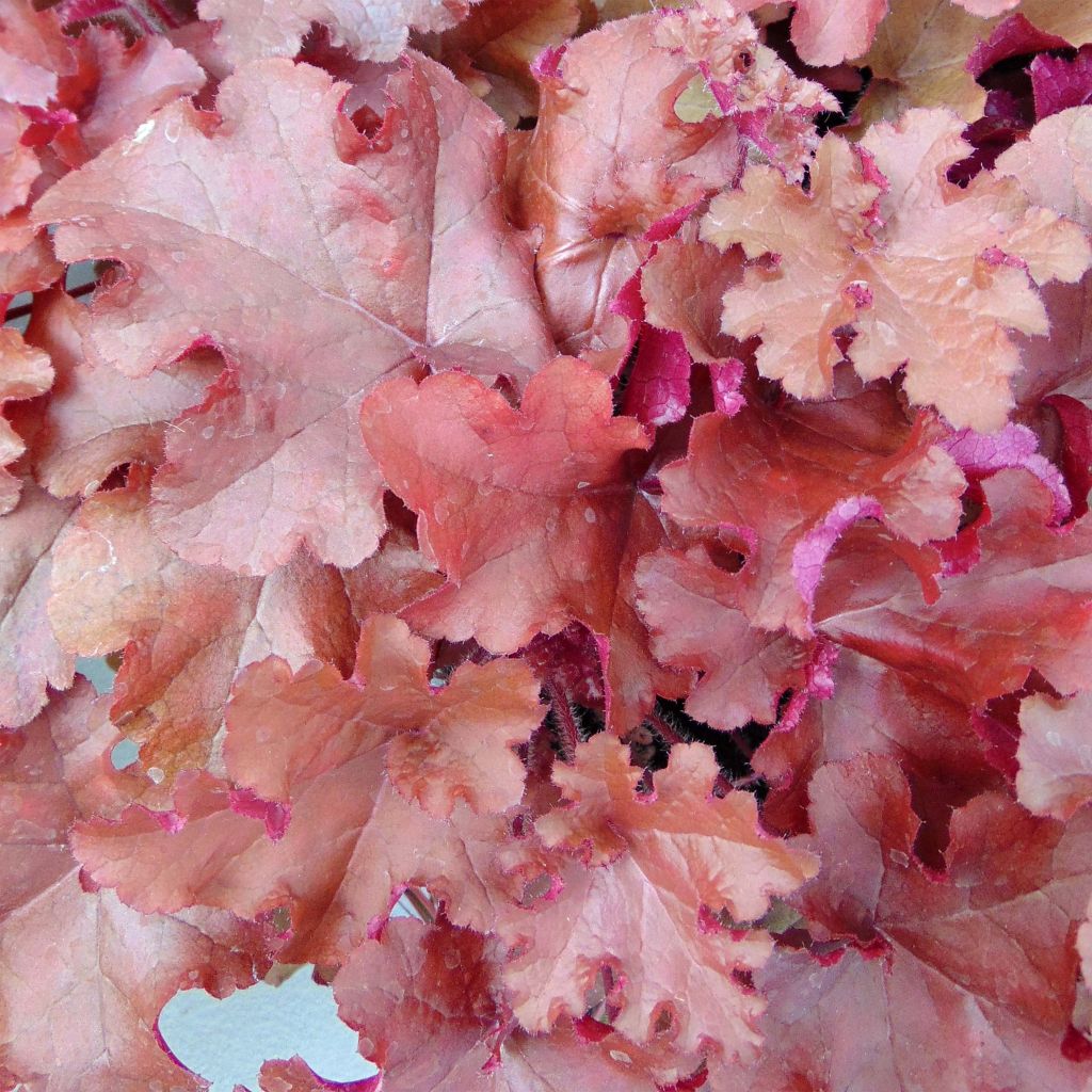 Heuchera micrantha Red Sea