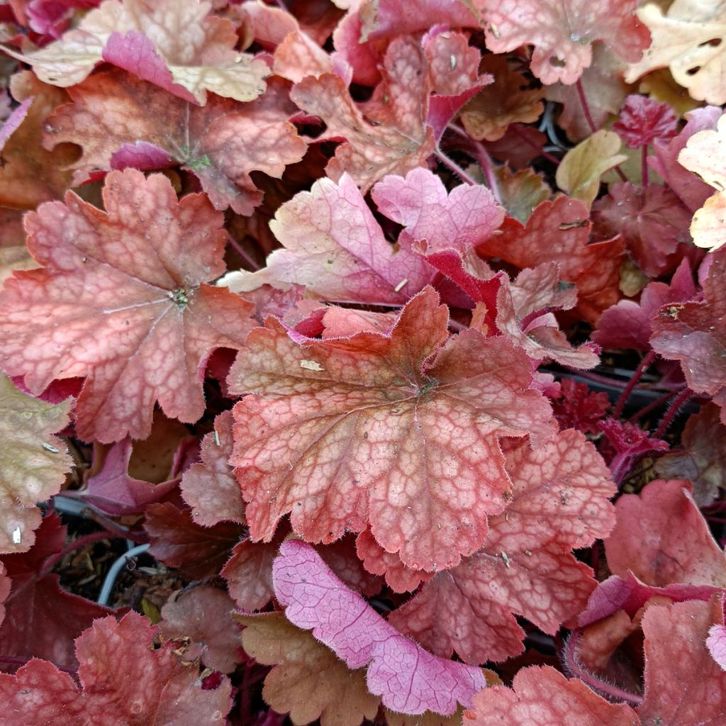 Heuchera Rio