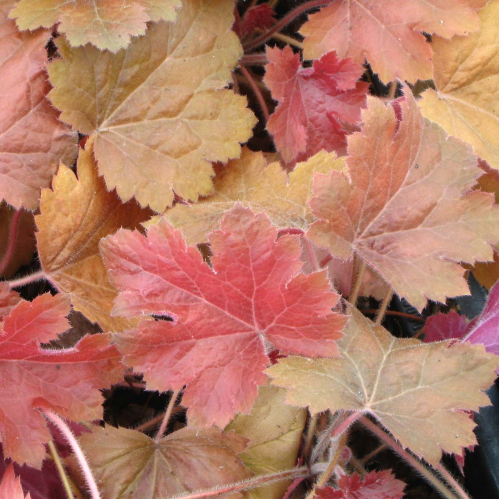 Heuchera Southern Comfort