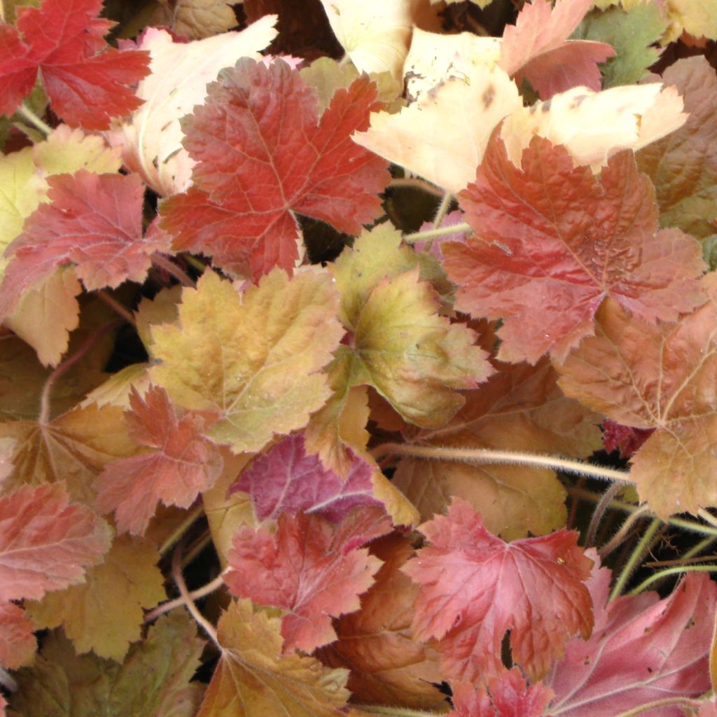 Heuchera Southern Comfort