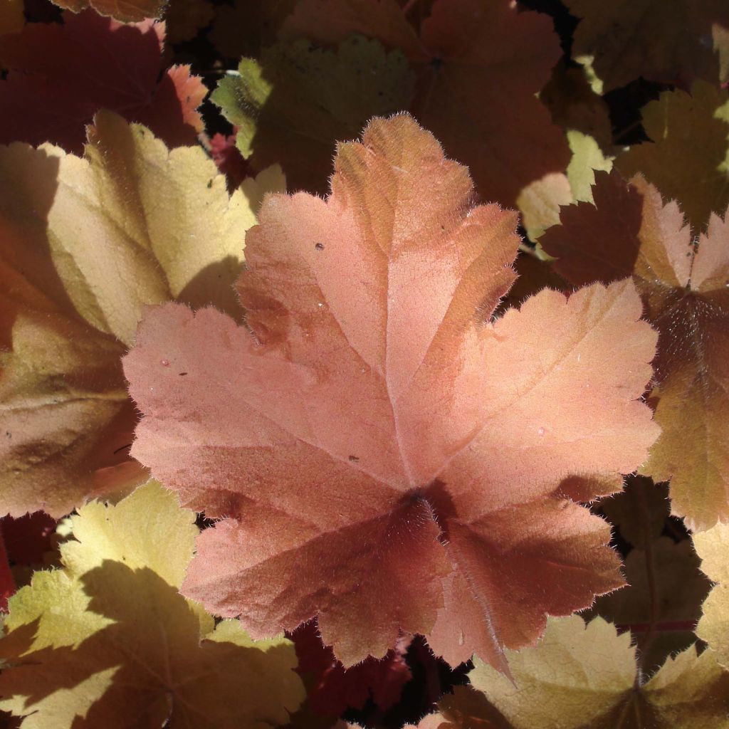 Heuchera Southern Comfort