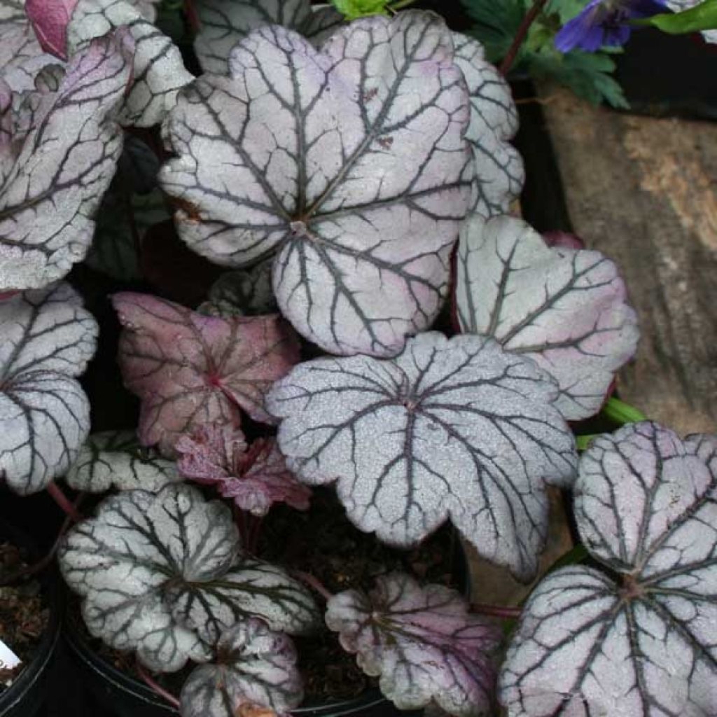 Heuchera villosa Sugar Plum