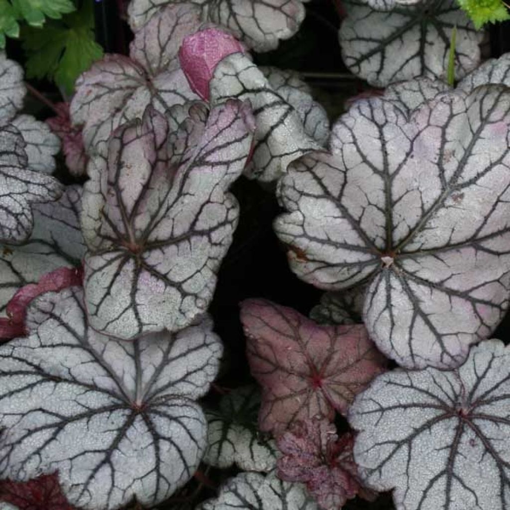 Heuchera villosa Sugar Plum