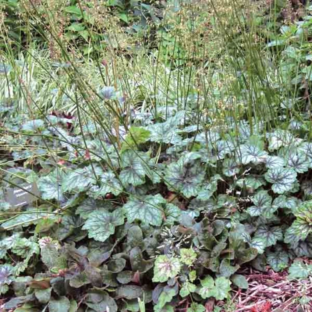 Heuchera americana Dales Strain