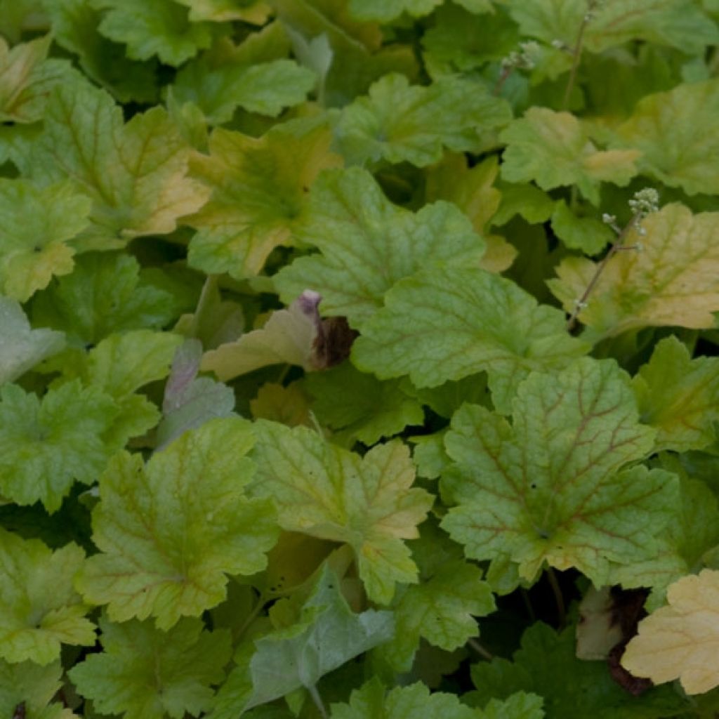Heuchera Electric Lime