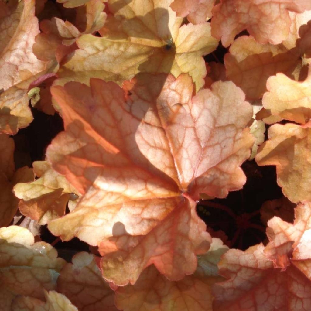 Heuchera Paprika
