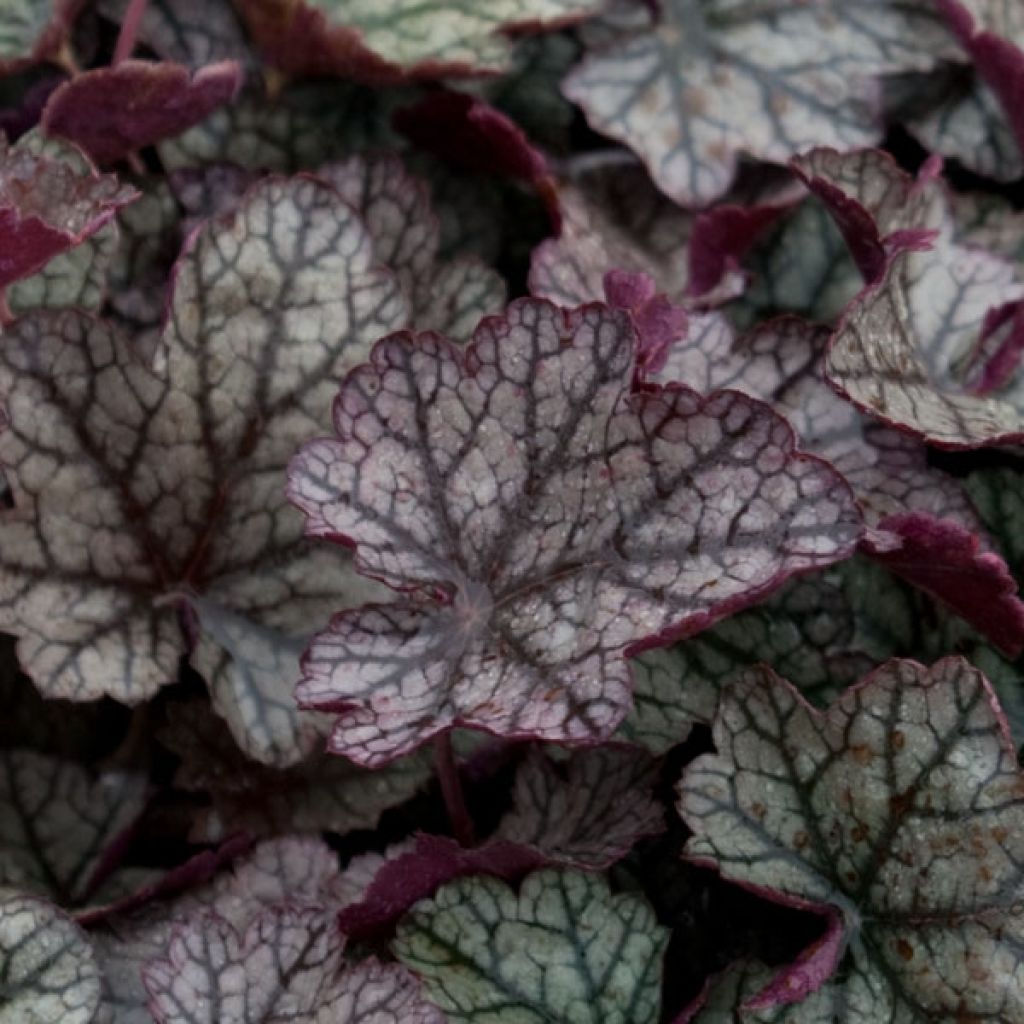 Heuchera Prince of Silver