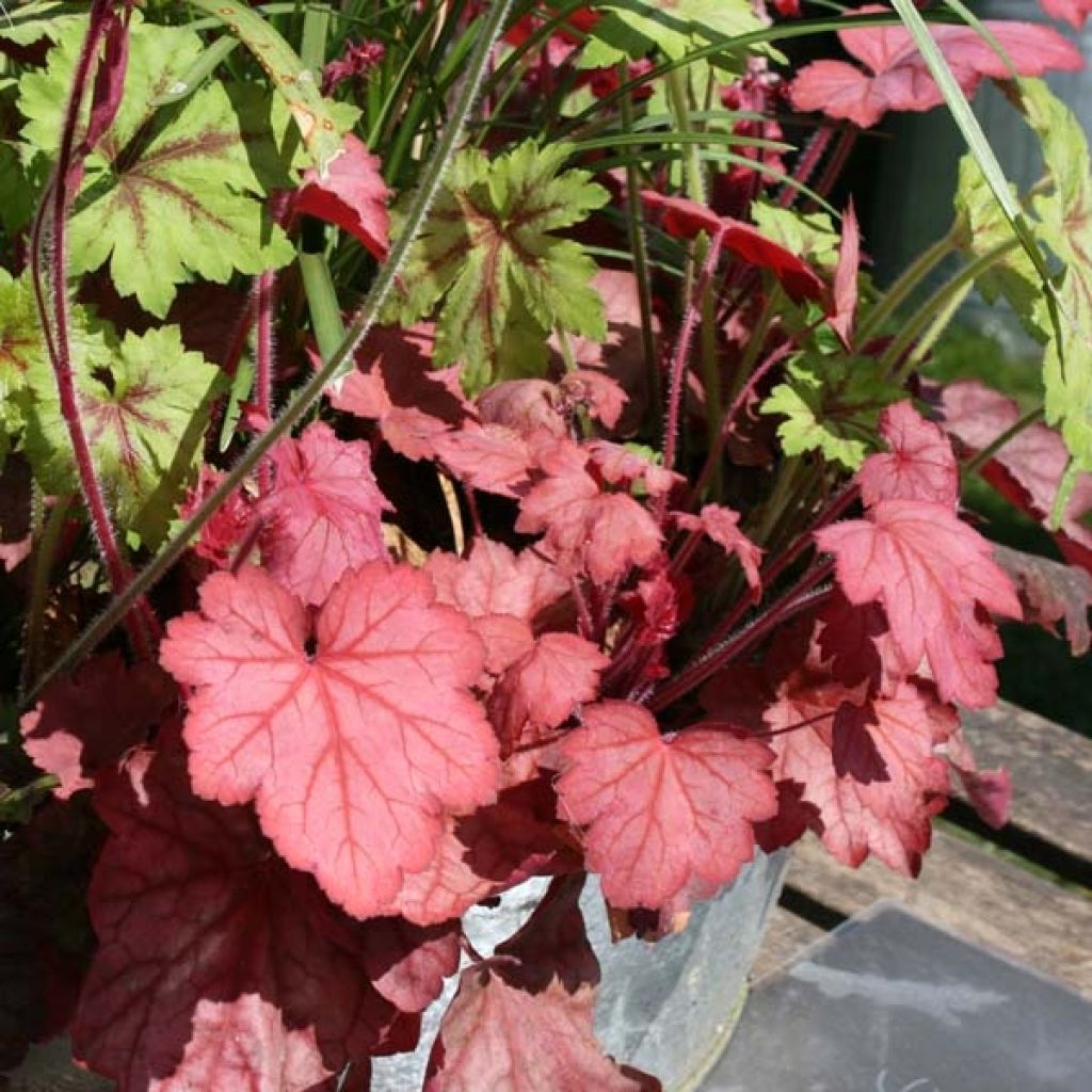Heuchera Georgia Peach