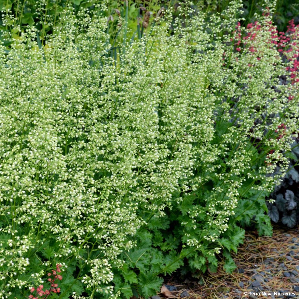 Heuchera hybrida Apple Crisp