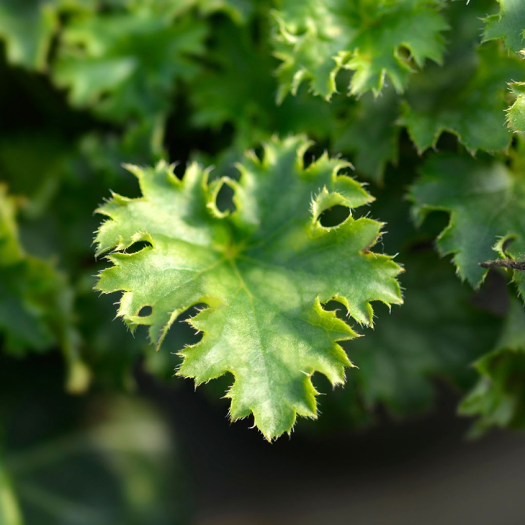 Heuchera hybrida Apple Crisp