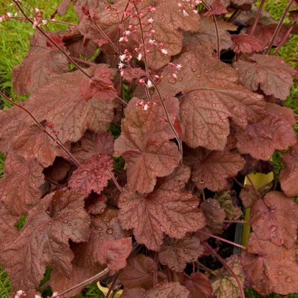 Heuchera Beaujolais