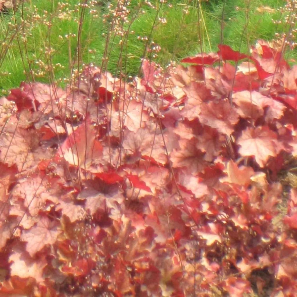 Heuchera Cherry Cola