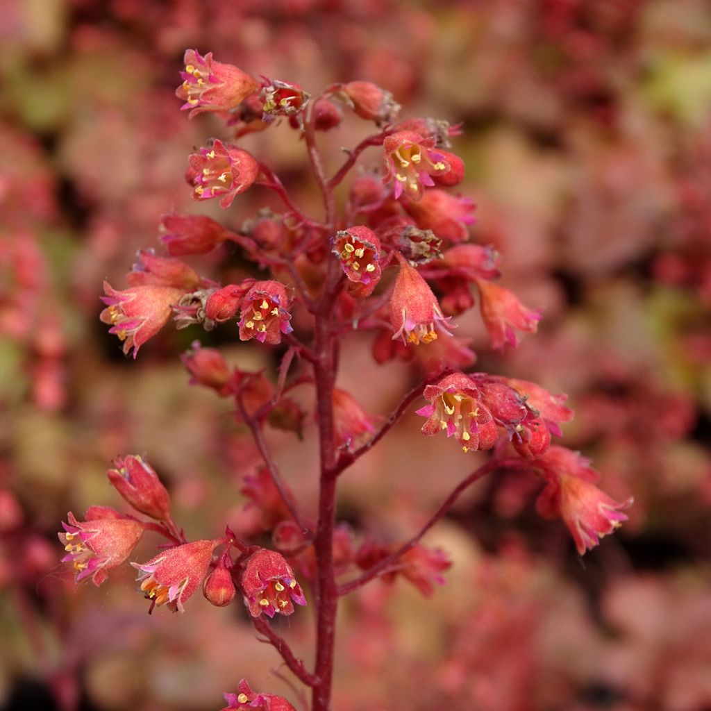 Heuchera Cherry Cola