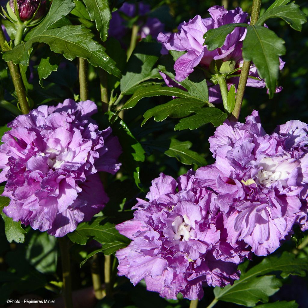 Hibiscus syriacus French Cabaret Purple - Rose of Sharon