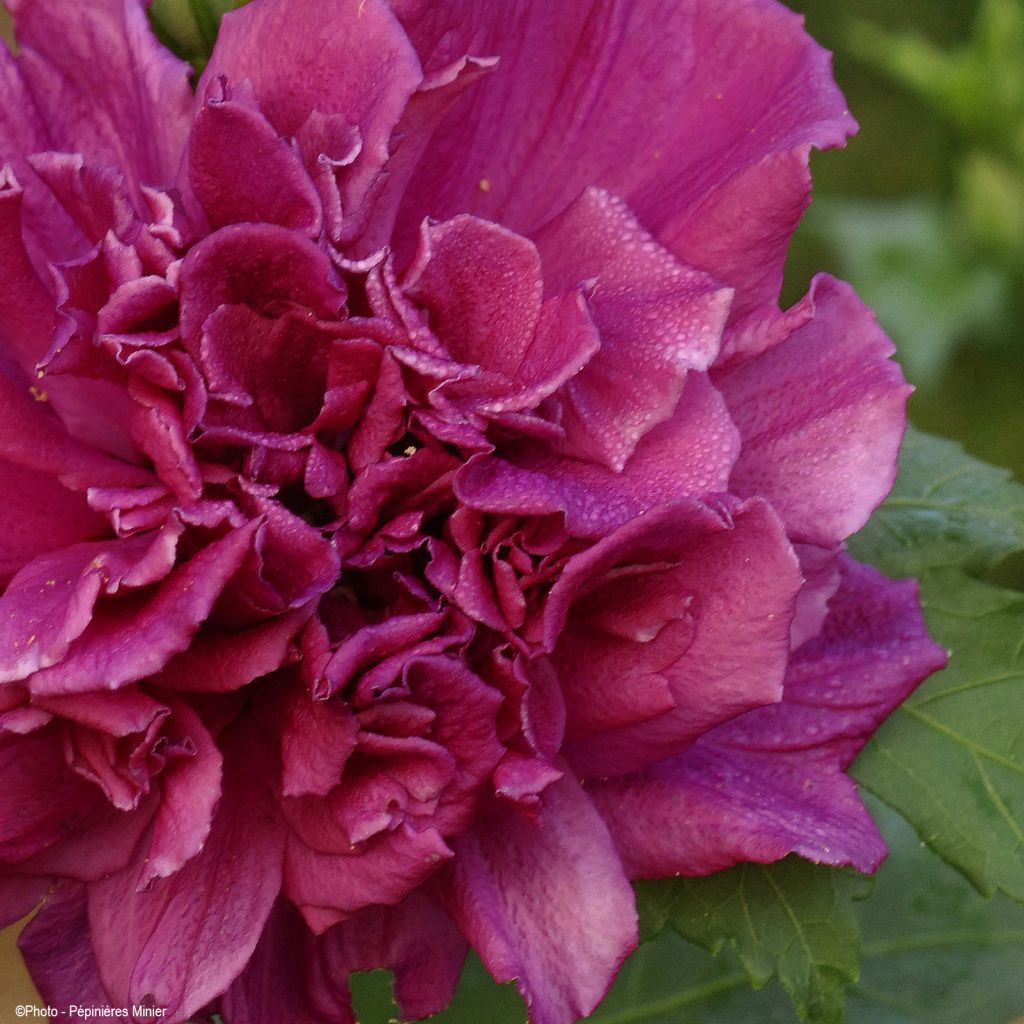 Hibiscus syriacus French Cabaret Red - Rose of Sharon