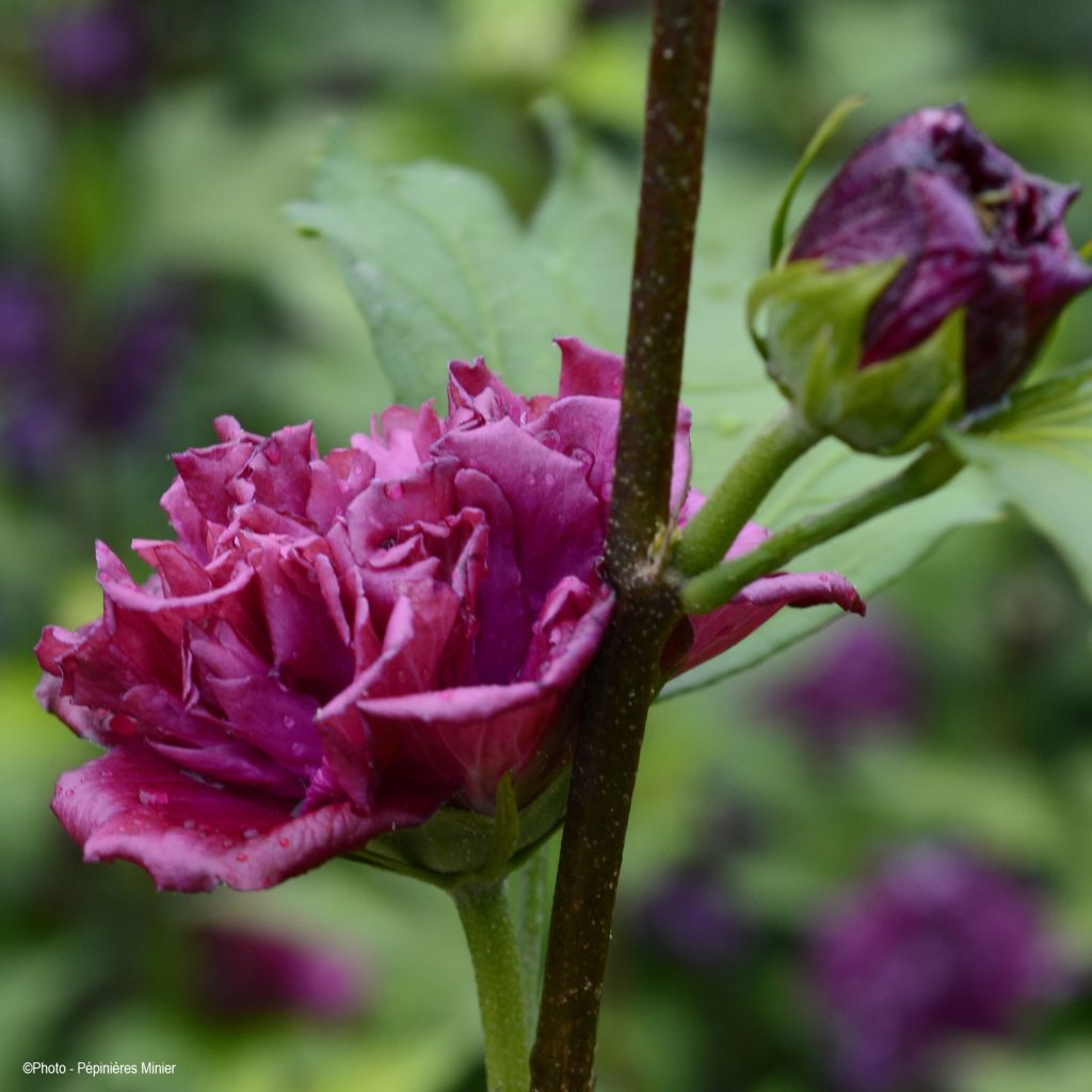 Hibiscus syriacus French Cabaret Red - Rose of Sharon