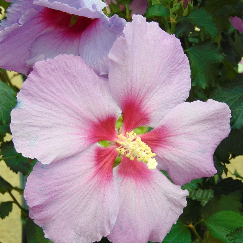 Hibiscus Rose Moon