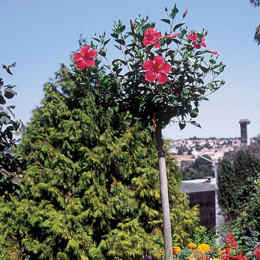 Hibiscus x rosa-sinensis Sunny Cities Premiere Red - Rose of china
