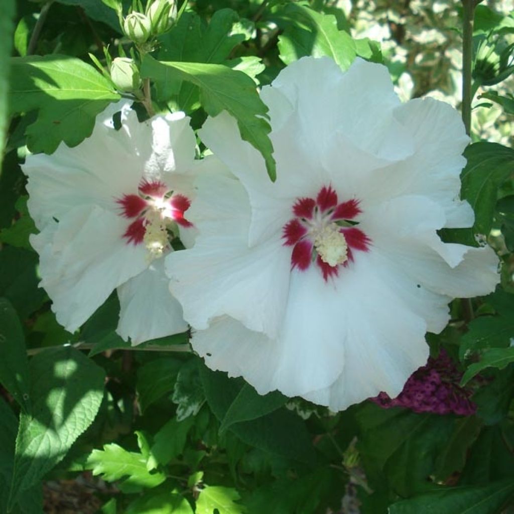 Hibiscus syriacus SupHeart - Rose of Sharon
