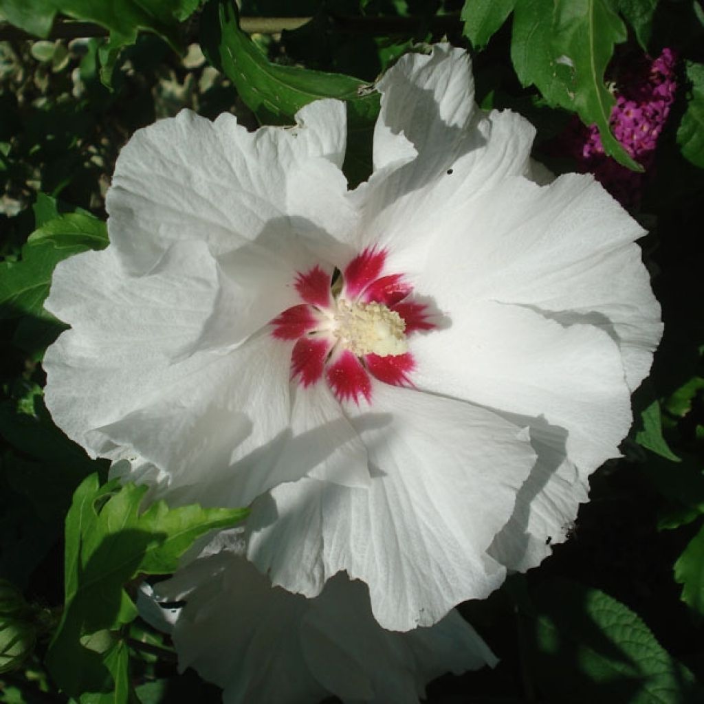 Hibiscus syriacus SupHeart - Rose of Sharon
