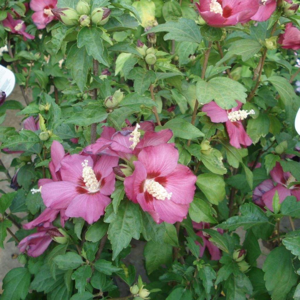Hibiscus syriacus Woodbridge - Rose of Sharon