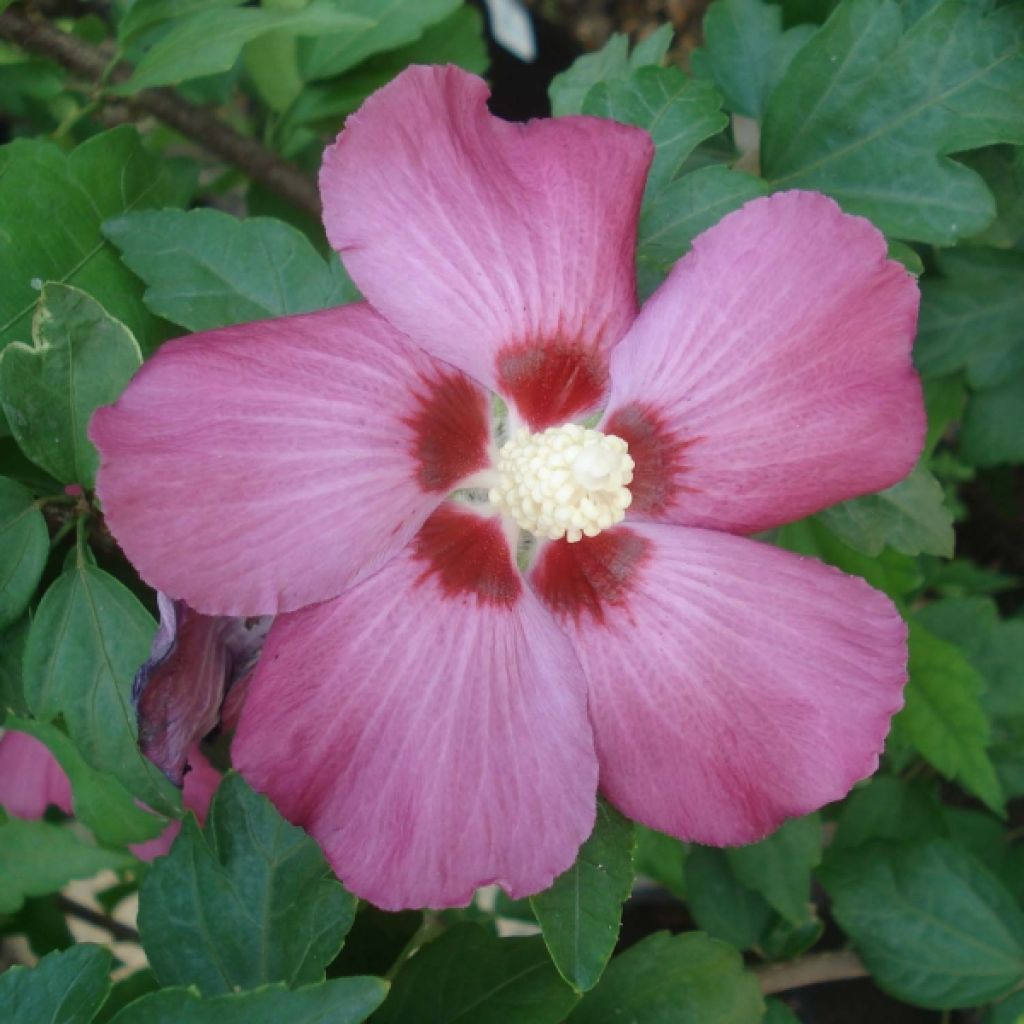 Hibiscus syriacus Woodbridge - Rose of Sharon