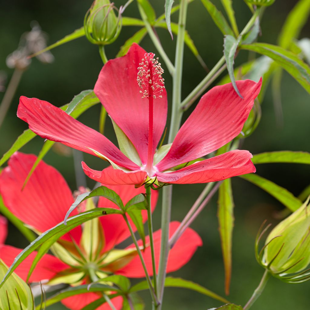 Hibiscus coccineus