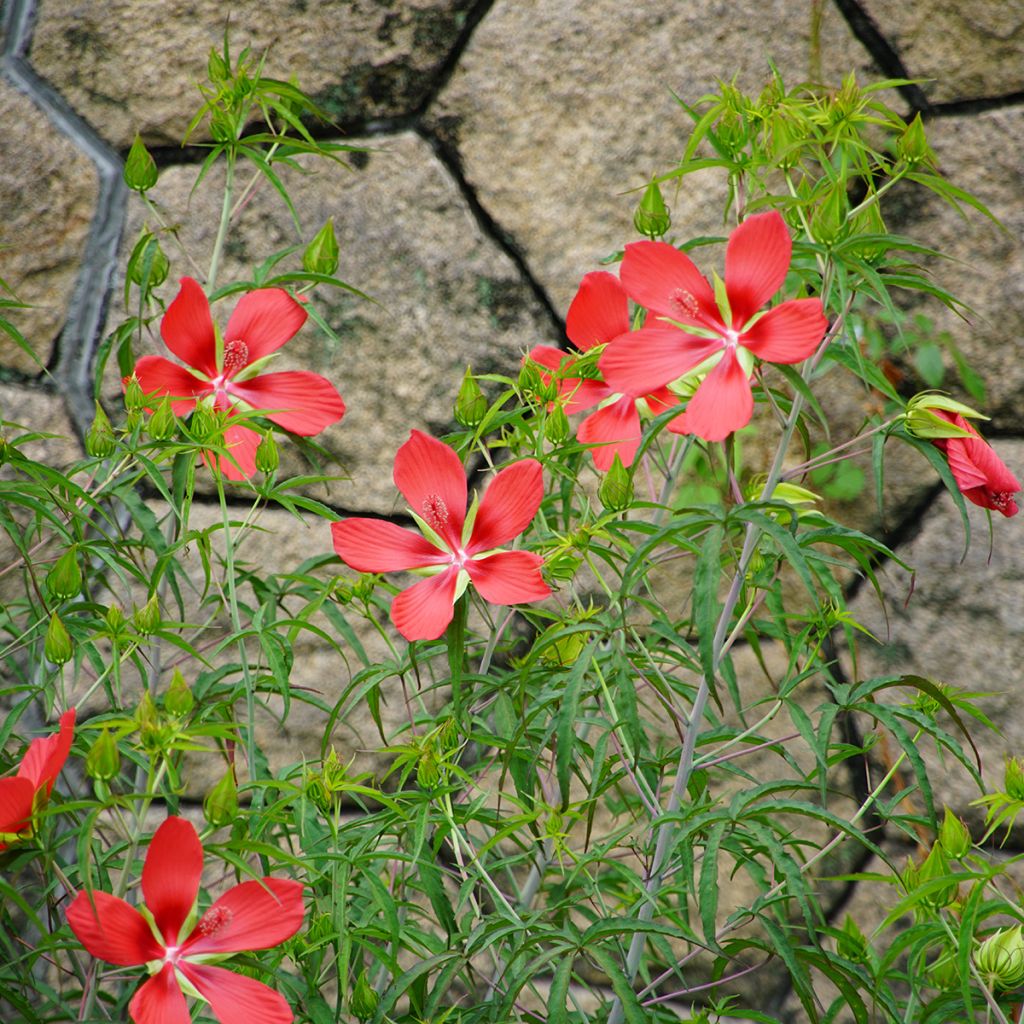 Hibiscus coccineus