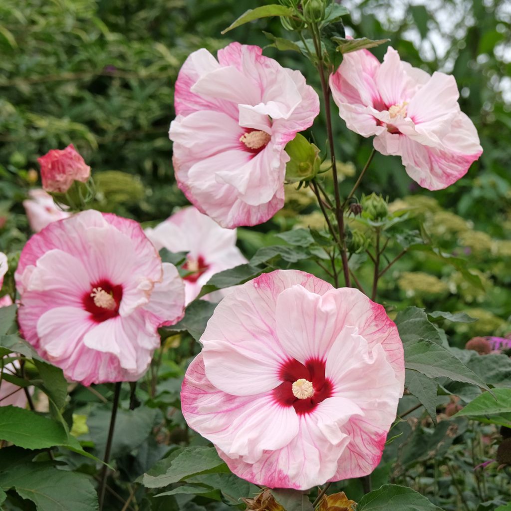 Hibiscus moscheutos Cherry Cheesecake - Swamp Rose Mallow