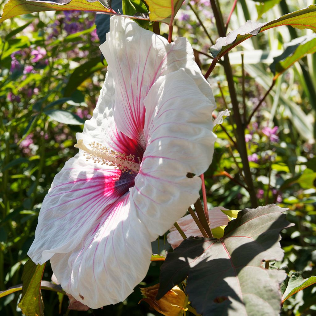 Hibiscus moscheutos Jolly Heart - Swamp Rose Mallow