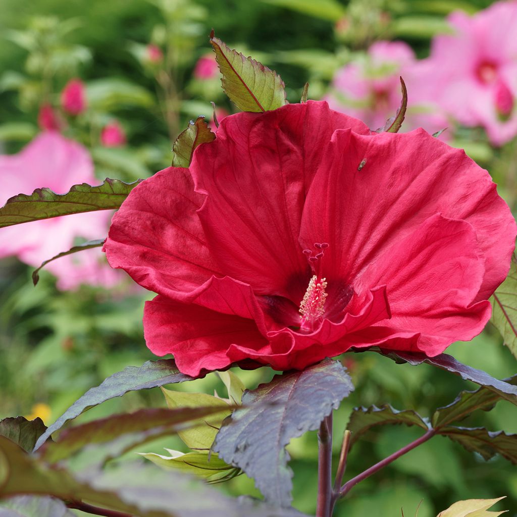 Hibiscus moscheutos Midnight Marvel - Swamp Rose Mallow