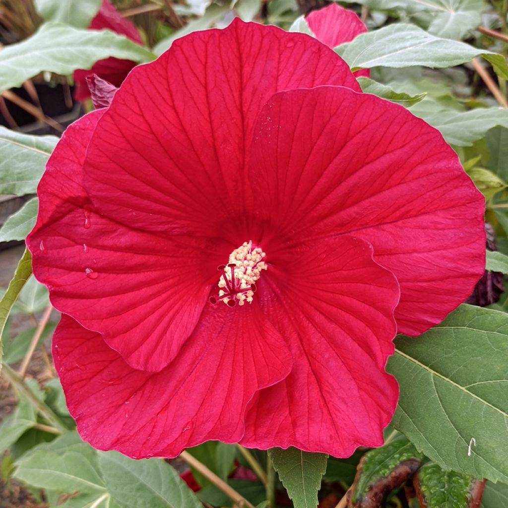 Hibiscus moscheutos Midnight Marvel - Swamp Rose Mallow